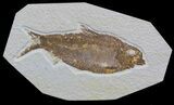 Knightia Alta Fossil Fish - Wyoming #36856-1